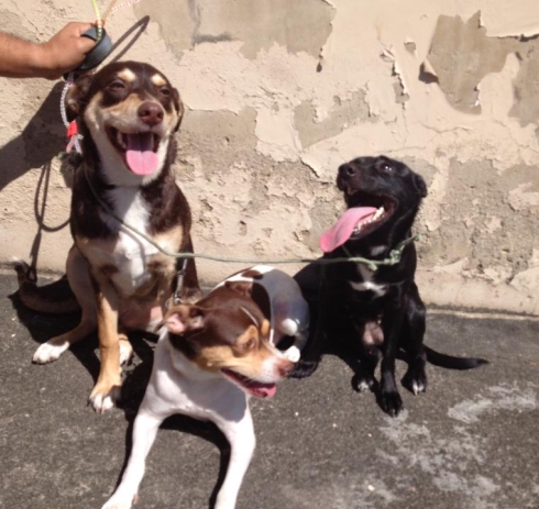 Lux com seus irmãos caninos